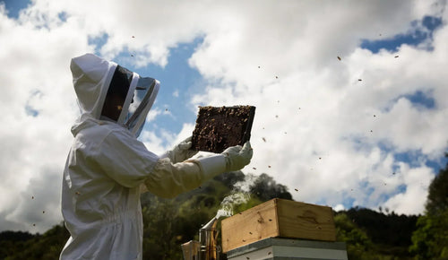 Benefici del Miele di Manuka: fa davvero bene alla salute?