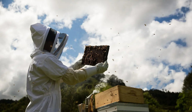 Benefici del Miele di Manuka: fa davvero bene alla salute?
