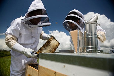 Miele di Manuka garantito: scopri le nostre certificazioni ufficiali