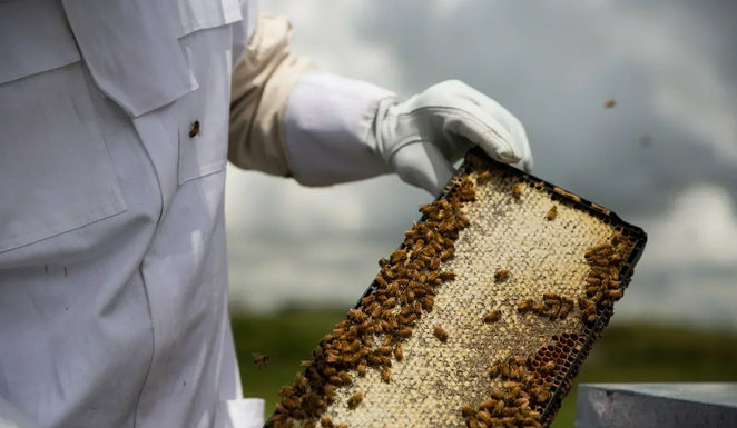 Cos’è il Miele di Manuka e perchè è così speciale?