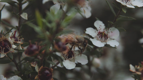 Manuka Doctor Video - Our Hives & Honey in New Zealand